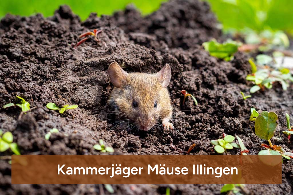 Kammerjäger Mäuse Illingen