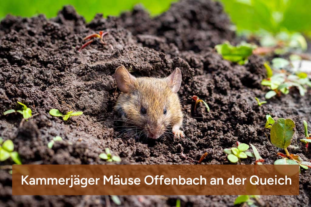Kammerjäger Mäuse Offenbach an der Queich