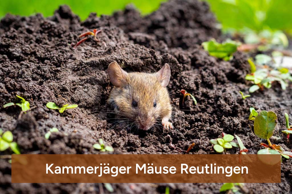 Kammerjäger Mäuse Reutlingen