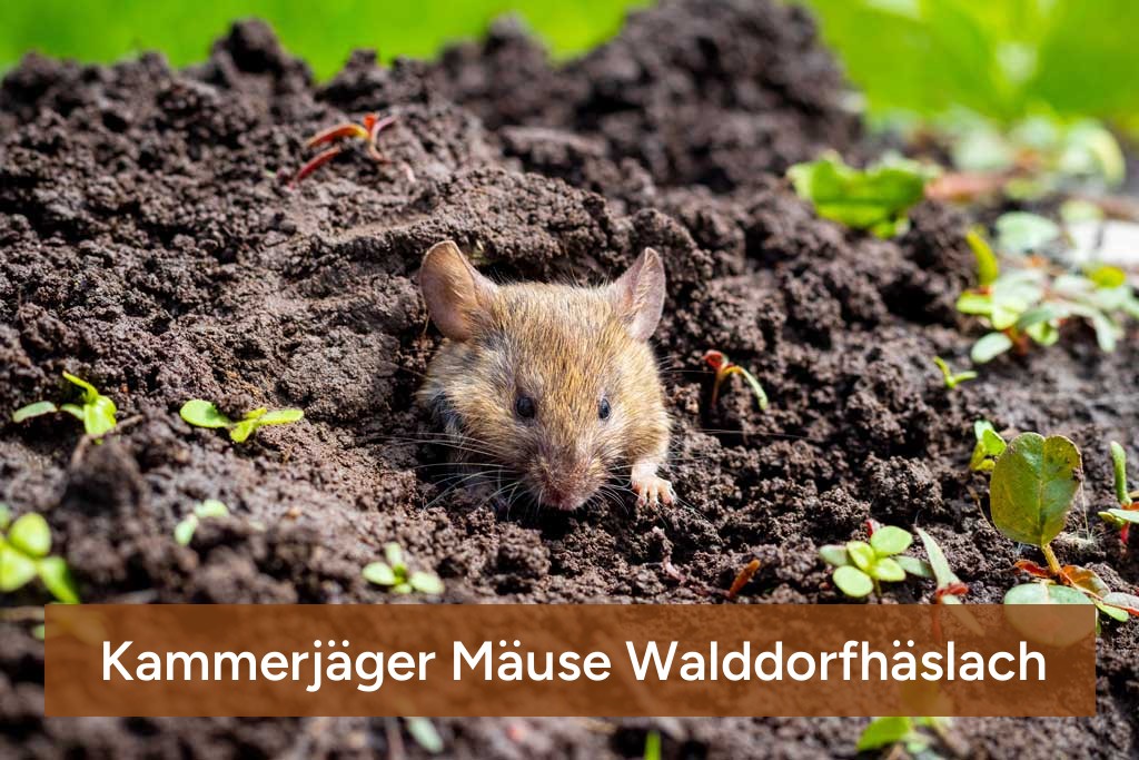 Kammerjäger Mäuse Walddorfhäslach